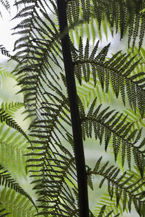 Tree Fern in the Great Otway NP, Australia by Danita Delimont