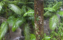 Tropical rainforest, Mossman Gorge Daintree National Park North by Danita Delimont