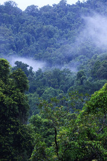Thick, tropical rainforest covered mountains surround the Ba... von Danita Delimont