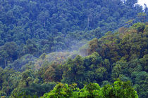 Thick, tropical rainforest covered mountains surround the Ba... von Danita Delimont