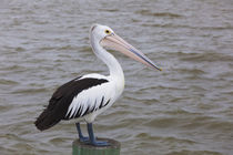 Australia, Fleurieu Peninsula, Goolwa, Australian pelican, p... von Danita Delimont