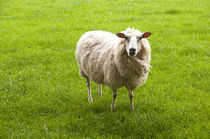 New Zealand, North Island, near Wellington, sheep at artisan... von Danita Delimont