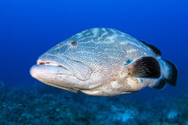 Black Grouper by Danita Delimont