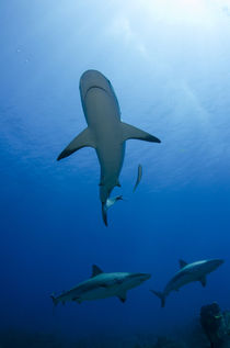 Caribbean Reef Shark von Danita Delimont