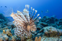 Red Lionfish by Danita Delimont