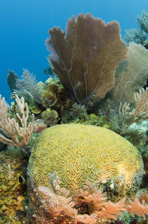 Grooved Brain Coral by Danita Delimont