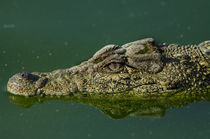 Cuban Crocodile by Danita Delimont