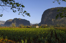 Viñales Valley & Tobacco Crop by Danita Delimont