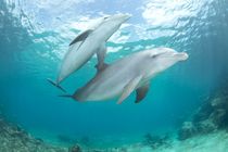 Mother and 6 month old baby Atlantic bottlenose dolphins by Danita Delimont