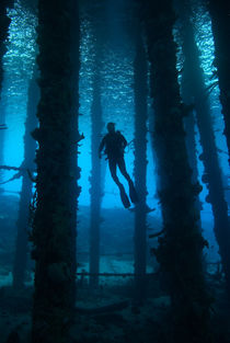 Silhouette of scuba diver under pier von Danita Delimont