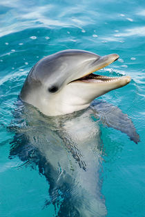 Bottlenose dolphin calf at six months von Danita Delimont