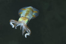 Juvenile Caribbean reef squid von Danita Delimont