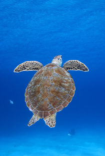 Portrait of a green sea turtle von Danita Delimont