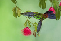 Copper-rumped Hummingbird by Danita Delimont