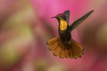 Ruby Topaz Hummingbird von Danita Delimont