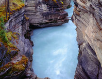 Canada, Alberta, Jasper National Park, Athabasca River has c... by Danita Delimont