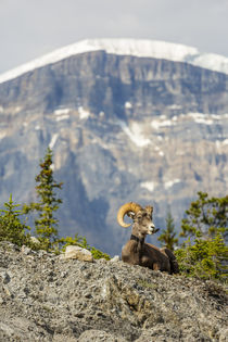 Canada, Alberta, Jasper National Park, Bighorn Sheep Ram von Danita Delimont