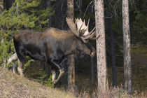 Shiras Bull Moose by Danita Delimont