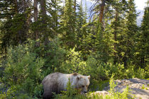 Grizzly bear, Moraine Lake, Banff National Park, Alberta, Canada by Danita Delimont