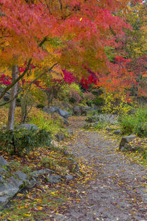 Pathway leads to park bench in autumn at Japanese Gardens in... von Danita Delimont