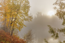 Slocan River Autumn by Danita Delimont
