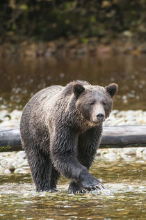 Brown or grizzly bear fishing for salmon in Great Bear Rainf... by Danita Delimont