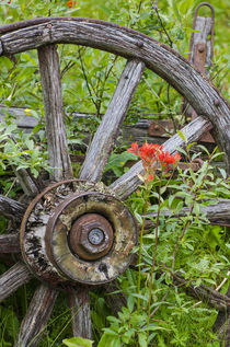 Old wagon wheel in historic old gold town Barkersville, Brit... by Danita Delimont