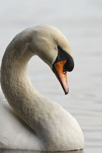 Canada, British Columbia, Vancouver, Stanley Park, Mute Swan von Danita Delimont