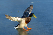 A drake lands on an icy pond by Danita Delimont