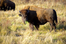 The wood bison by Danita Delimont