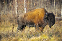 The wood bison by Danita Delimont