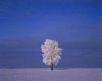 Canada, Manitoba, Dugald, hoarfrost on cottonwood tree Credi... by Danita Delimont