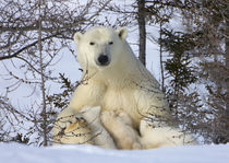 Mother polar bear with three cubs on the tundra, Wapusk Nati... by Danita Delimont