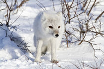 Arctic Fox in snow in winter, Churchill Wildlife Management ... by Danita Delimont