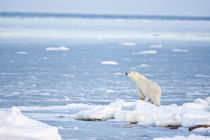 Polar Bear standing along Hudson Bay in winter, Churchill Wi... by Danita Delimont