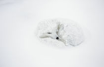 Arctic Fox curled up in winter Churchill Wildlife Management... von Danita Delimont