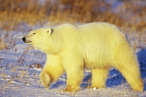 Polar Bear walking, Churchill, Manitoba, Canada von Danita Delimont