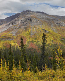 Autumn at the Goldensides Mountain, Tombstone Territorial Pa... von Danita Delimont