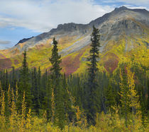 A golden autumn at Goldensides Mountain, Tombstone Territori... by Danita Delimont