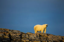 Polar Bear on Harbour Islands, Hudson Bay, Nunavut, Canada von Danita Delimont