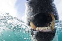 Underwater Polar Bear by Harbour Islands, Nunavut, Canada by Danita Delimont