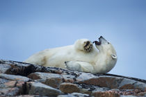 Polar Bear on Harbour Islands, Hudson Bay, Nunavut, Canada von Danita Delimont