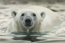 Polar Bear Swimming by Harbour Islands, Hudson Bay, Nunavut, Canada by Danita Delimont