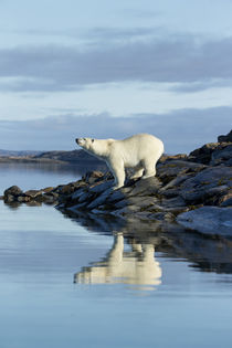 Polar Bear on Harbour Islands, Hudson Bay, Nunavut, Canada von Danita Delimont