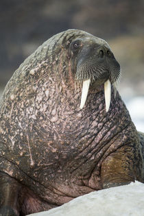 Walrus in Frozen Strait, Hudson Bay, Nunavut, Canada by Danita Delimont