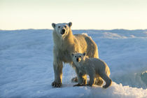 Polar Bear with Young Cub on Sea Ice, Repulse Bay, Nunavut, Canada von Danita Delimont