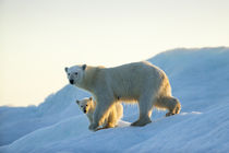 Polar Bear with Young Cub on Sea Ice, Repulse Bay, Nunavut, Canada von Danita Delimont