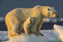 Polar Bear with Young Cub on Sea Ice, Repulse Bay, Nunavut, Canada by Danita Delimont