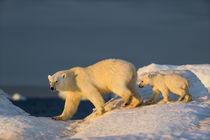 Polar Bear with Young Cub on Sea Ice, Repulse Bay, Nunavut, Canada von Danita Delimont