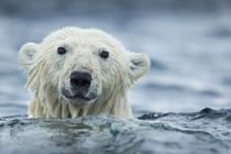 Polar Bear Swimming near Repulse Bay, Nunavut, Canada by Danita Delimont